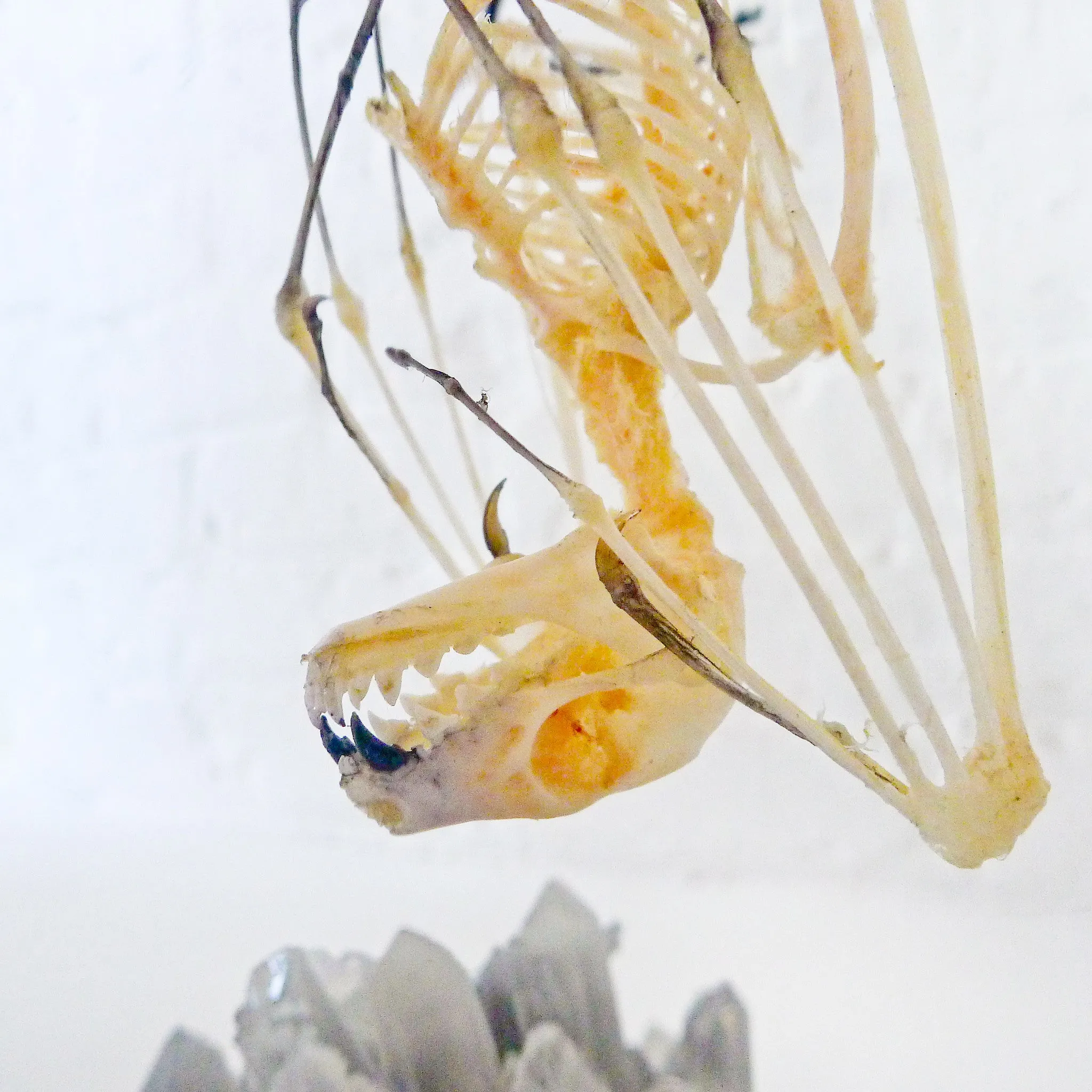 Real Bat Skeleton Hanging Over Smokey Quartz Cluster Stone in Glass Dome