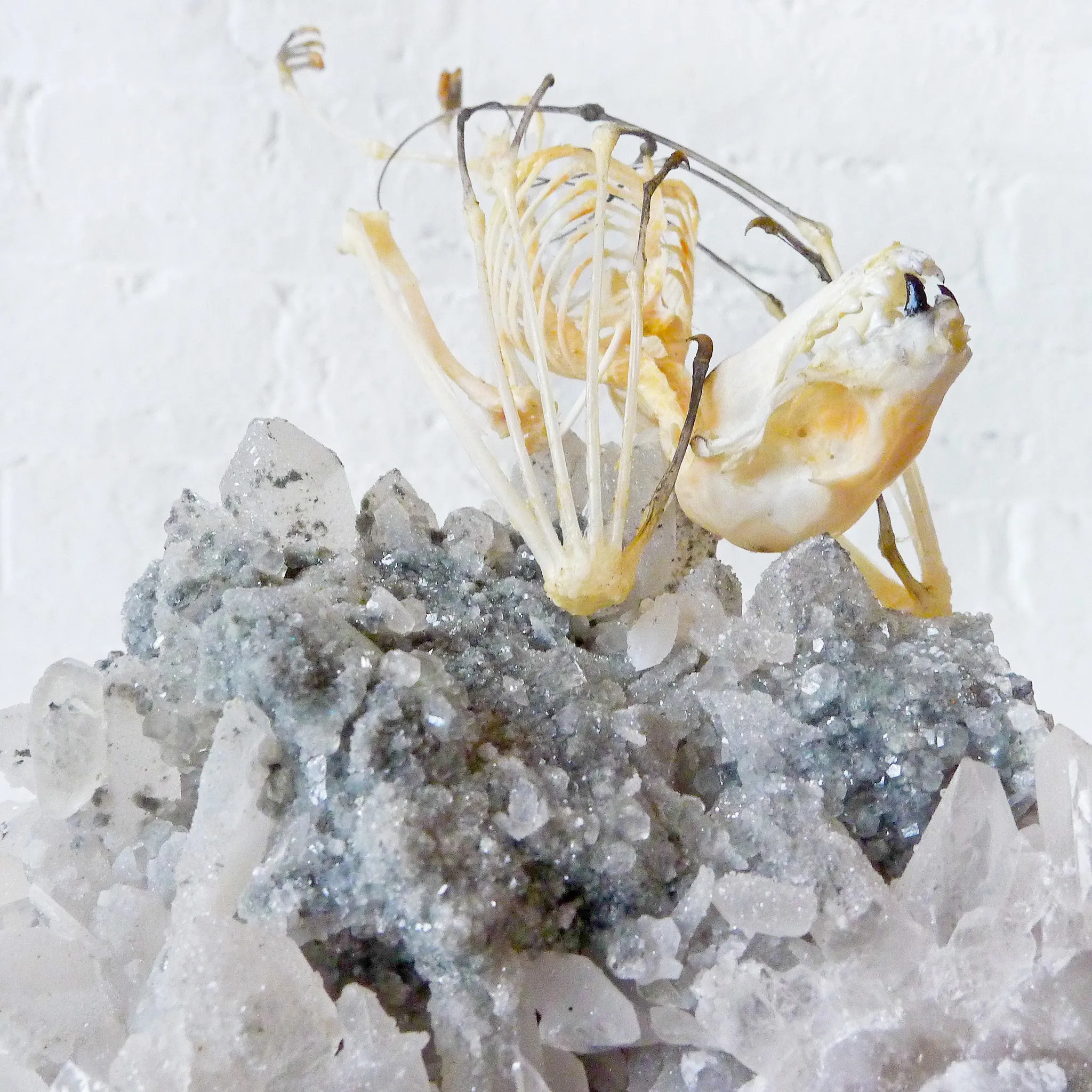 Real Bat Skeleton Hanging Over Smokey Quartz Cluster Stone in Glass Dome