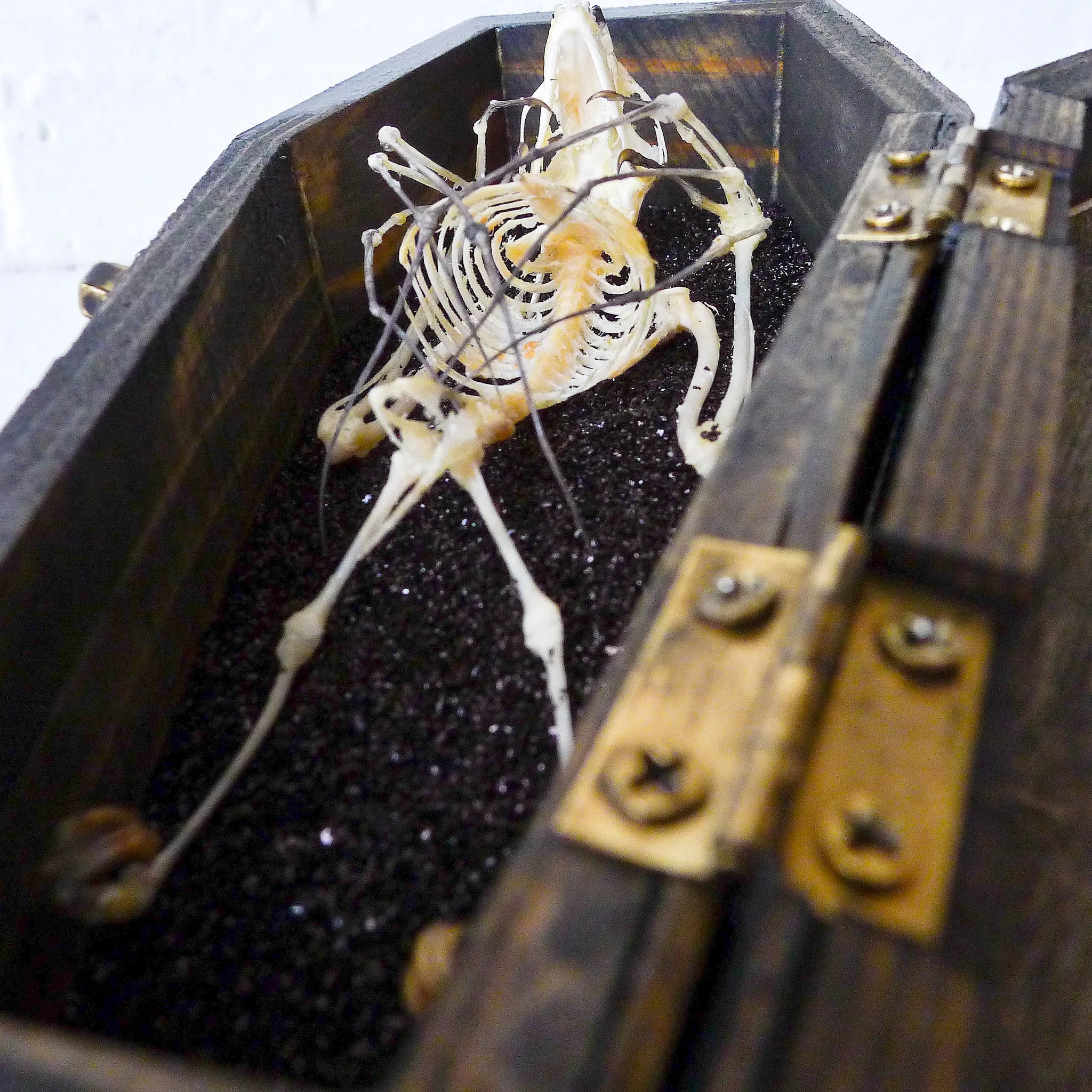 Real Bat Skeleton Hanging Over Smokey Quartz Cluster Stone in Glass Dome